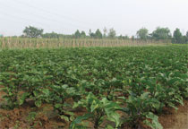 ̫�O�����w��(x��)��̫�Oȭ